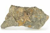 Starfish (Petraster?) Fossil Multiple Plate - Morocco #226740-1